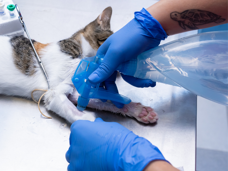 nitrile gloves