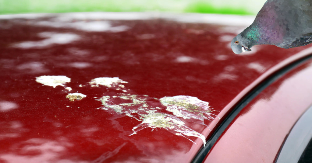 bird poop